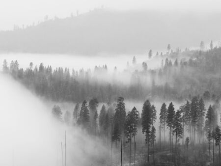 Beautiful scene of a forest covered by low clouds in Yosemite National Park, California.の写真素材