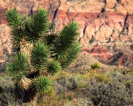 Joshua tree against a red rock background in Nevada.の写真素材
