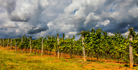 Vineyards under a dramatic sky in Tuscany, Italy.の写真素材