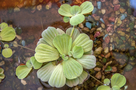 water lilyの写真素材