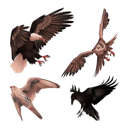 Set of birds of prey in flight. Detailed vector illustration.のイラスト素材