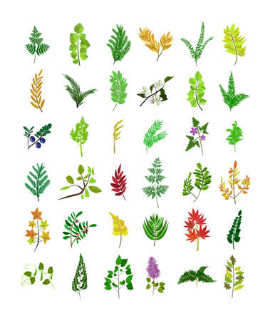 Set of twigs with flowers, leaves, berries. Sprigs of various trees and shrubs.のイラスト素材