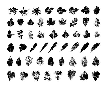 Collection of traced leaves. Black prints of foliage. Vector design elements isolated on a white background.のイラスト素材