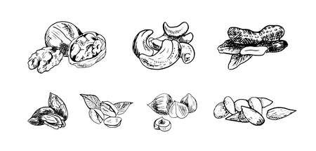 Set of monochrome vector illustrations of nuts in sketch style. Collection of hand drawings in art ink style. Black and white graphics.のイラスト素材