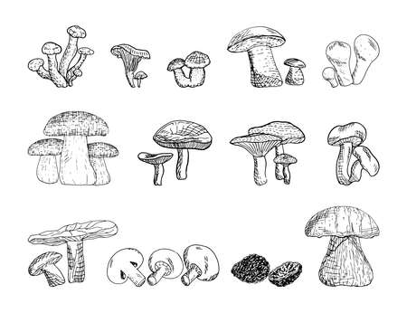 Set of monochrome vector illustrations of mushrooms in sketch style. Collection of hand drawings in art ink style. Black and white graphics.のイラスト素材