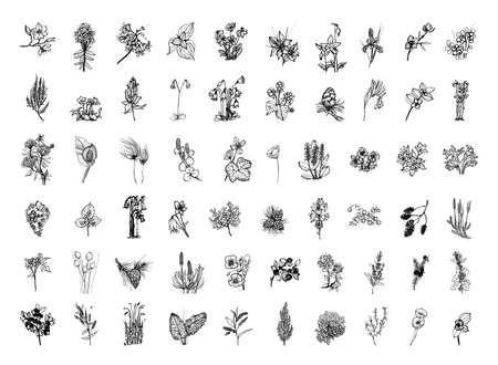 Collection of monochrome illustrations of nordic plants in sketch style. Hand drawings in art ink style. Black and white graphics.のイラスト素材