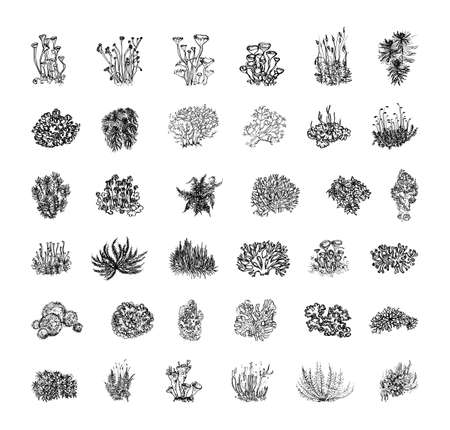 Collection of monochrome illustrations with moss in sketch style. Hand drawings in art ink style. Black and white graphics.のイラスト素材