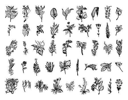Collection of monochrome illustrations of medicinal plants in sketch style. Hand drawings in art ink style. Black and white graphics.のイラスト素材