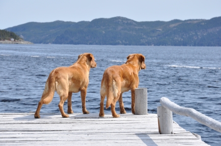 two yellow labrador retrievers standing on wharfの写真素材