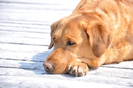 yellow labrador lying on wharfの写真素材