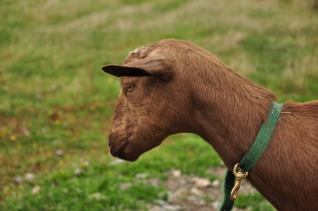 brown goatの写真素材