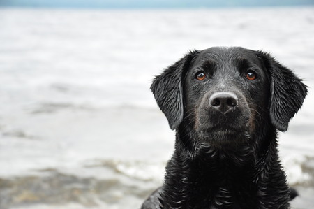 portrait of black Labrador Retrieverの写真素材