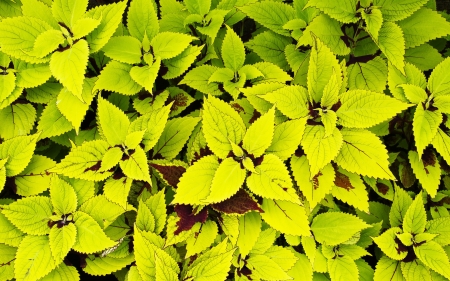 Two tone green Coleusの写真素材