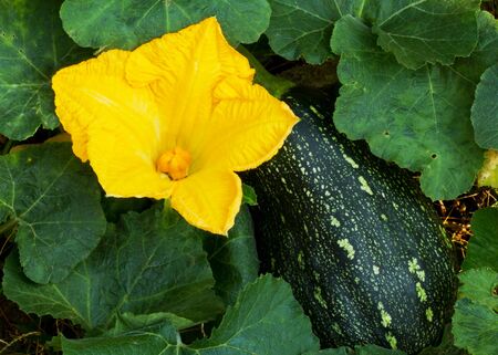 The green pumpkin grows and flower on a kitchen gardenの写真素材