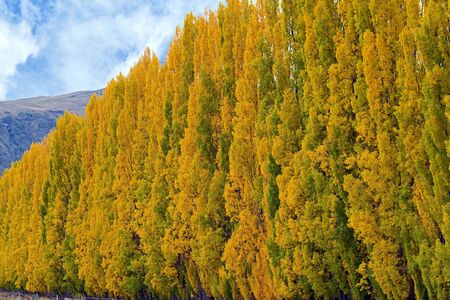 Autumn tree standing as a background with blue skyの写真素材