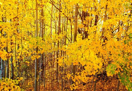 Autumn tree standing as a background and textureの写真素材