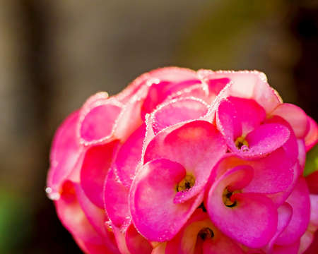 Close up Crown of thorns flowers with dewdrop in the morning  Euphorbia milli Desmoul の写真素材