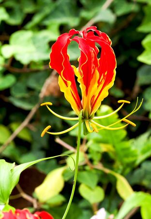 Colorful Glory Lily blooming in the parkの写真素材