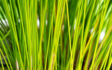 Papyrus green plant as background abstractの写真素材