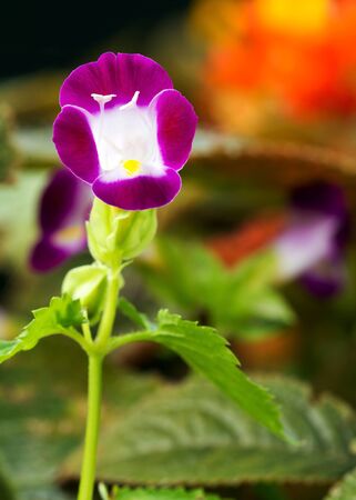 Close up view small purple with white flower, Torenia fournieri flowerの写真素材