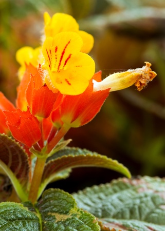 Close up orange Chrysothemis pulchella  Donn ex Sims  Decne flowerの写真素材