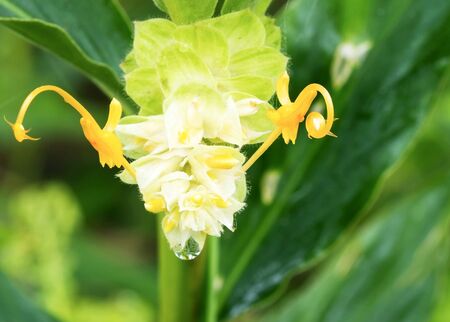 Yellow globba winiti ginger with raindrops bloomingの写真素材