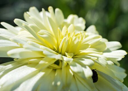Close up beautiful white chrysanthemum flower with sunlightの写真素材
