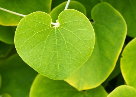 Close up of green leaf of creeper plant with natural backgroundの写真素材