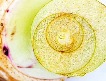 close up view and details of stem clipping path of Taro root の写真素材