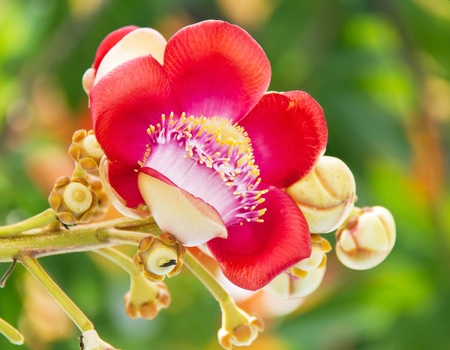 Beautiful Cannon Balltree Flower blossom in Thailandの写真素材