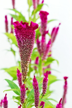 Close up of cockscomb flower  Celosia Cristata  on white backgroundの写真素材