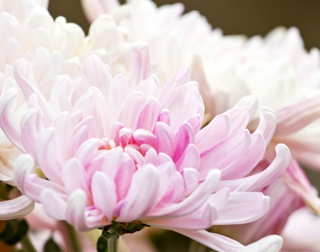 Beautiful pink chrysanthemum petals close upの写真素材
