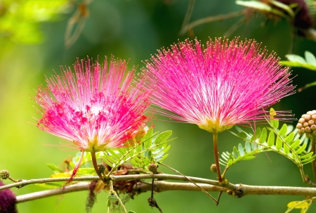 Pink red powder puff flower blooming like dreamの写真素材