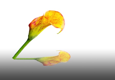 Bouquet of Orange Calla lily on white backgroundの写真素材