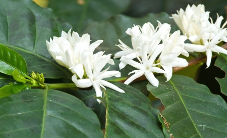 Coffee tree blossom with white color flower close up viewの写真素材