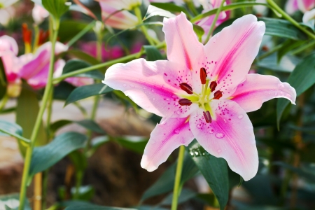 Pink lily flower close up view in the parkの写真素材