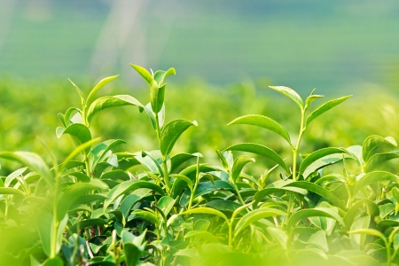Cluster of young green tea leaf in tea fieldの写真素材