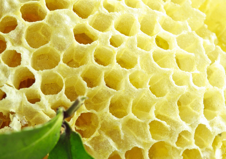Nature and fresh honeycomb background close upの写真素材