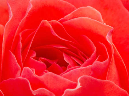 Macro view of beautiful pink rose blossom in the gardenの写真素材