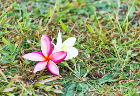 Pink and white Frangipani Plumeria flower on grasslandの写真素材
