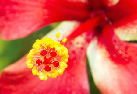 Macro view of red Hibiscus flowerの写真素材