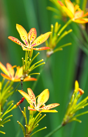 Yellow and orange Iris domestica flower close up  Belamcanda chinensis, Iridaceae の写真素材