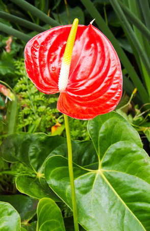 Close up of Red Anthurium flower in botanic garden  Anthurium andraeanum, Araceae or Arum の写真素材