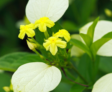 Yellow Mussaenda flower plant close up  Dwarf yellow mussaenda, Pseudomussaenda flava, Rubiacea の写真素材