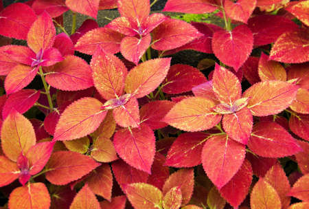Red Coleus taken from botanic gardenの写真素材