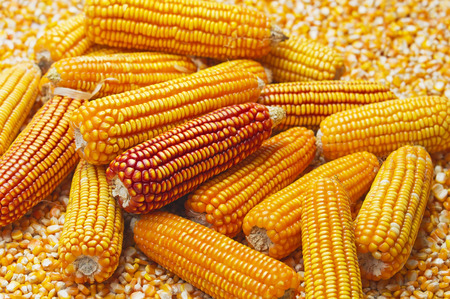 Group of red and yellow corn on corn kernels