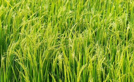 Rice plant growing and produce grains in paddy field, close up viewの写真素材