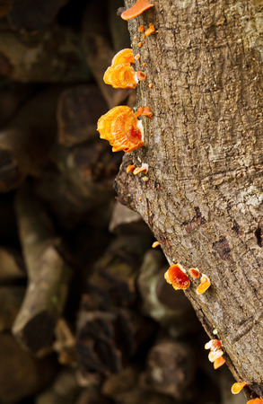Orange mushroom growing on wood (Pycnoporus cinnabarius, POLYPORACEAE)の写真素材