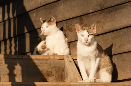 Couple of cat sitting on wooden in morning time