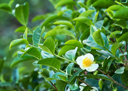 Flower of green tea blossom and leaves in tea plantationの写真素材